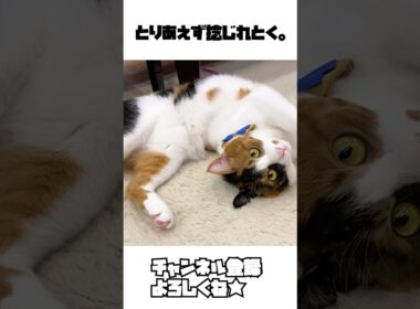 構ってちゃん失敗し悔しさから捻じれるねこ。#shorts #猫