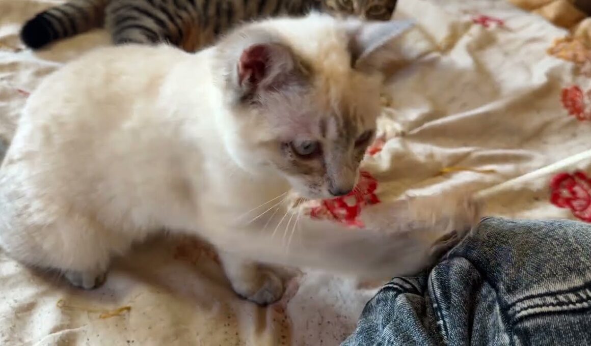 キジシロのルル「まだまだ、ダメだな、シャムの子ネコ雫よ。ネコジャラシの道は険しい。修行よ」