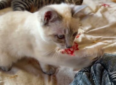 キジシロのルル「まだまだ、ダメだな、シャムの子ネコ雫よ。ネコジャラシの道は険しい。修行よ」