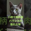 小さい猫 5選　#小さい猫#猫5選