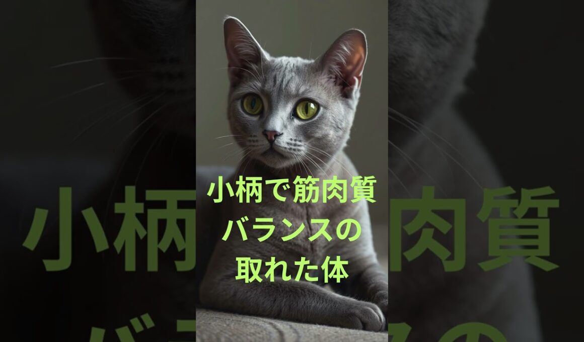 小さい猫 5選　#小さい猫#猫5選