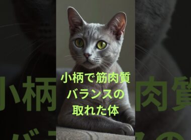 小さい猫 5選　#小さい猫#猫5選
