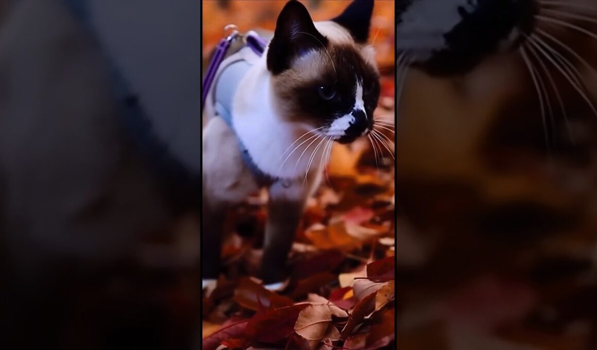 日向ぼっこと夢。#猫#cat#ai シャム猫#Shorts