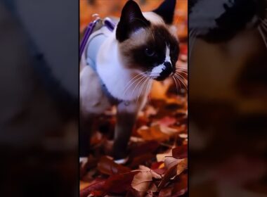 日向ぼっこと夢。#猫#cat#ai シャム猫#Shorts