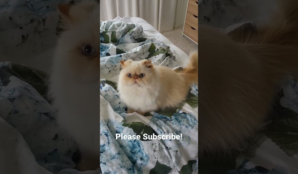 Himalayan Persian Cat