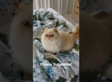 Himalayan Persian Cat