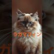 珍しい名前の猫5選　#珍しい名前の猫#猫5選