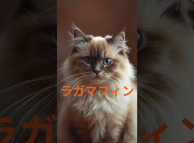 珍しい名前の猫5選　#珍しい名前の猫#猫5選