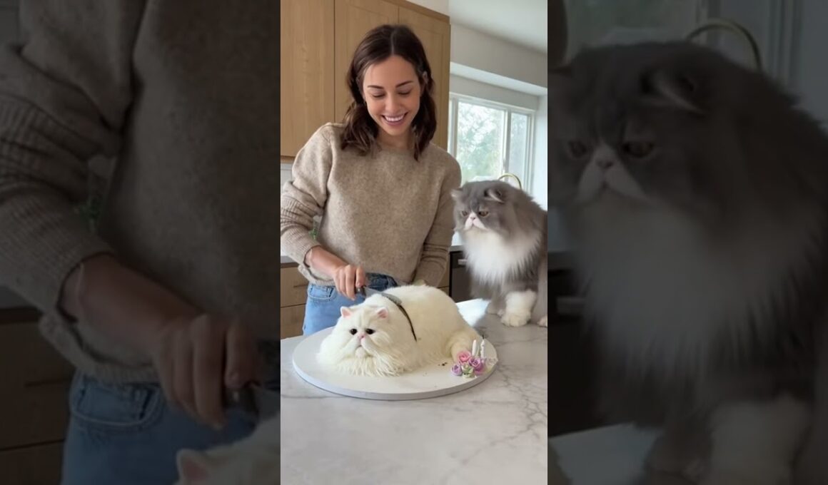 ペルシャ猫が飼い主のペルシャ猫ケーキカットを目撃！😱💔
