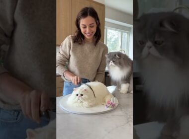 ペルシャ猫が飼い主のペルシャ猫ケーキカットを目撃！😱💔