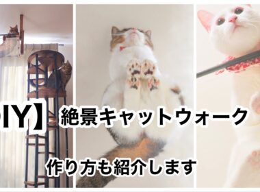 肉球見放題！DIYで「見晴し台（キャットウォーク）」作りました！