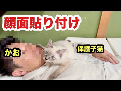 【閲覧注意】主を本当の親と思ってる子猫が可愛すぎる
