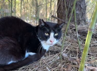 シャムの子ねこパンダくん「黒白ハチワレねこ。誰からのフードを食べない。何を食べてるのか、謎」