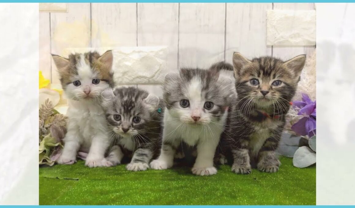 Coo&RIKU　No.00738032 アメリカンカール（立ち耳）