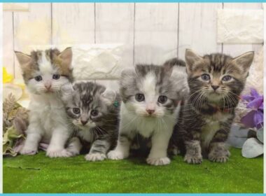 Coo&RIKU　No.00738032 アメリカンカール（立ち耳）