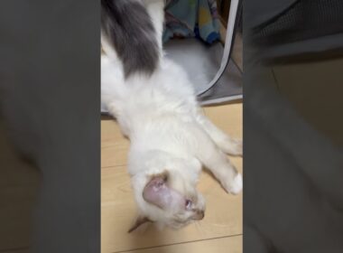 ハンモック取り合う猫　#子ネコ #猫のいる暮らし #ノルウェージャンフォレストキャット #バーマン #cat #kitten #shorts #cuteanimals #norwegin