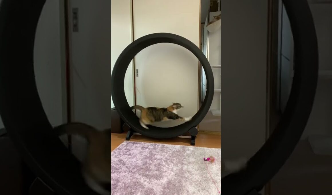 Run Run Cat🐈 cat wheel キャットホイール