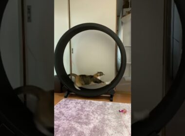Run Run Cat🐈 cat wheel キャットホイール