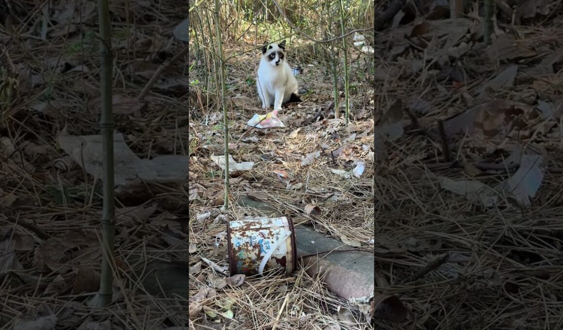 シャムの子ねこパンダくん、ススキの穂で遊ぼうよ