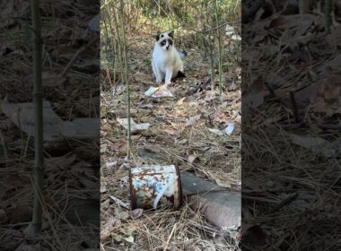 シャムの子ねこパンダくん、ススキの穂で遊ぼうよ