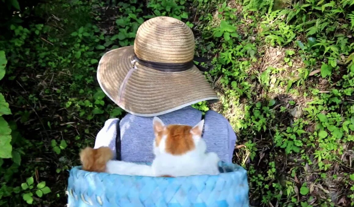 背負いかご入しろ 190821