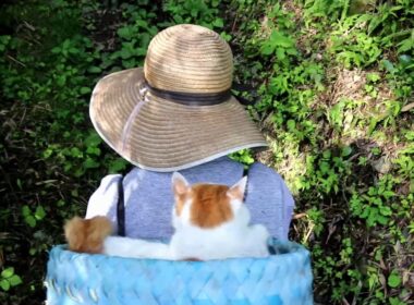 背負いかご入しろ 190821