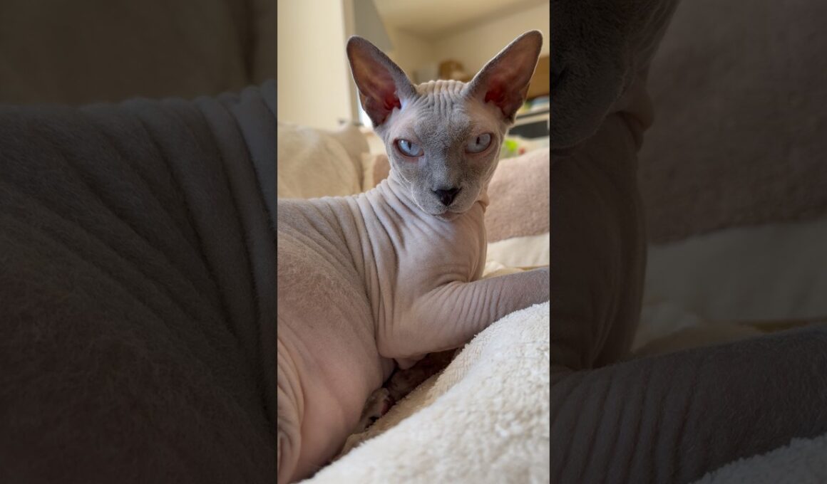 お風呂入って綺麗になった猫スルタン【スフィンクス】