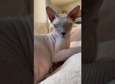 お風呂入って綺麗になった猫スルタン【スフィンクス】