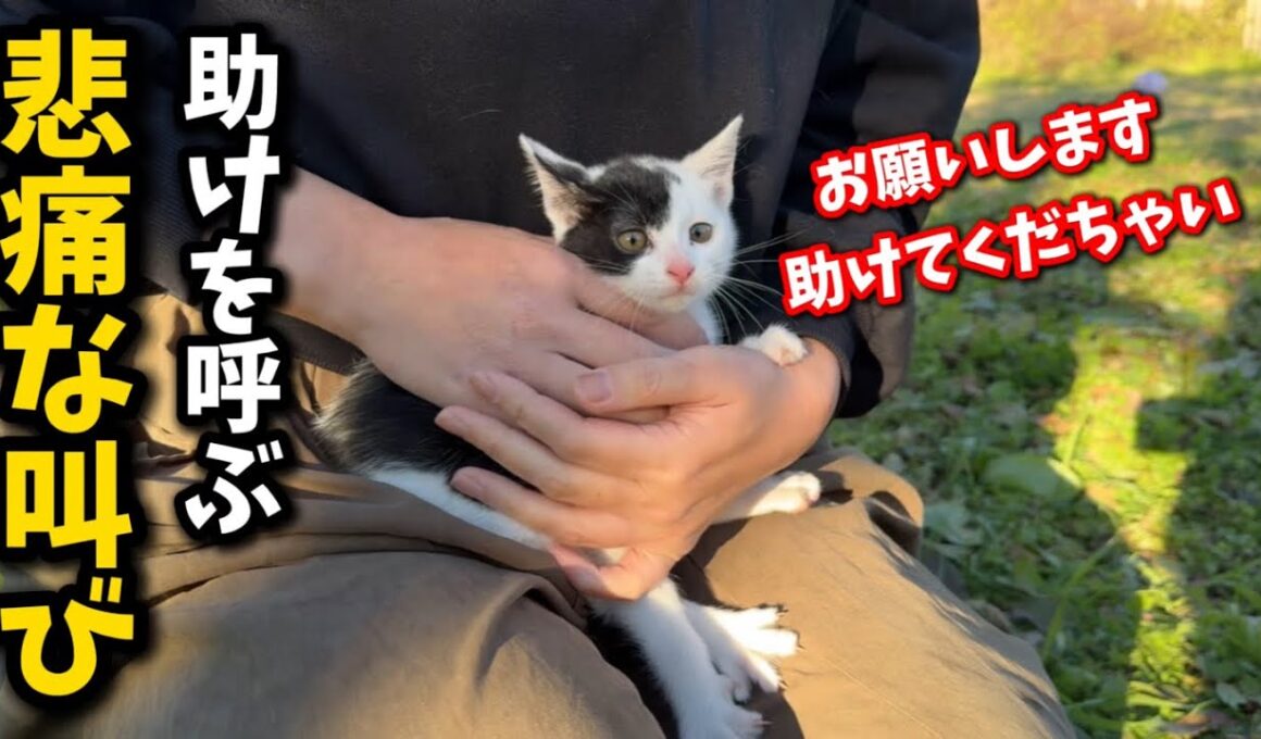 雪予報の前々日に必死に鳴き叫ぶ子猫を保護しました