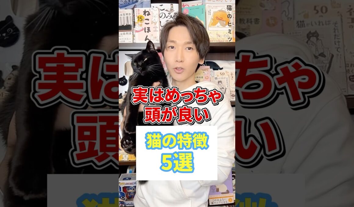 実はめっちゃ頭が良い猫の特徴５選 #猫 #猫動画 #ねこ
