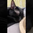 まっくろな天使　#寝顔 #ボンベイ #黒猫 #子猫 #ねこ #ねこ動画 #ねこのいる生活 #ねこのいる暮らし #かわいい #癒やし #cat #bombayが