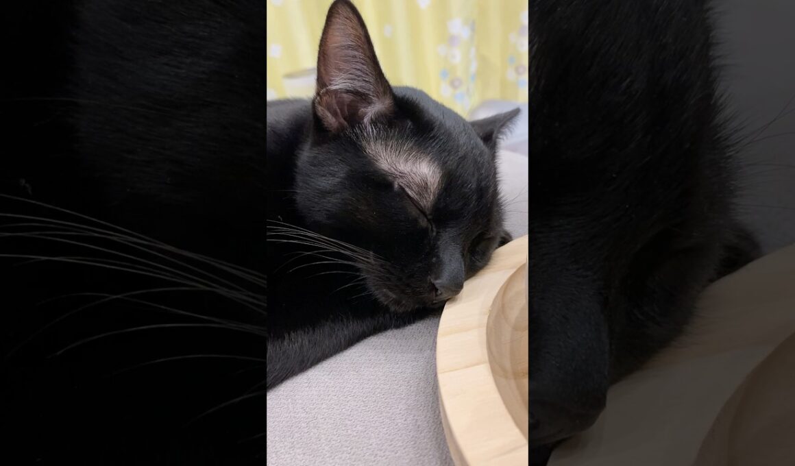 まっくろな天使　#寝顔 #ボンベイ #黒猫 #子猫 #ねこ #ねこ動画 #ねこのいる生活 #ねこのいる暮らし #かわいい #癒やし #cat #bombayが