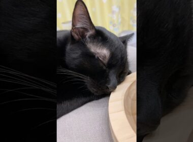 まっくろな天使　#寝顔 #ボンベイ #黒猫 #子猫 #ねこ #ねこ動画 #ねこのいる生活 #ねこのいる暮らし #かわいい #癒やし #cat #bombayが