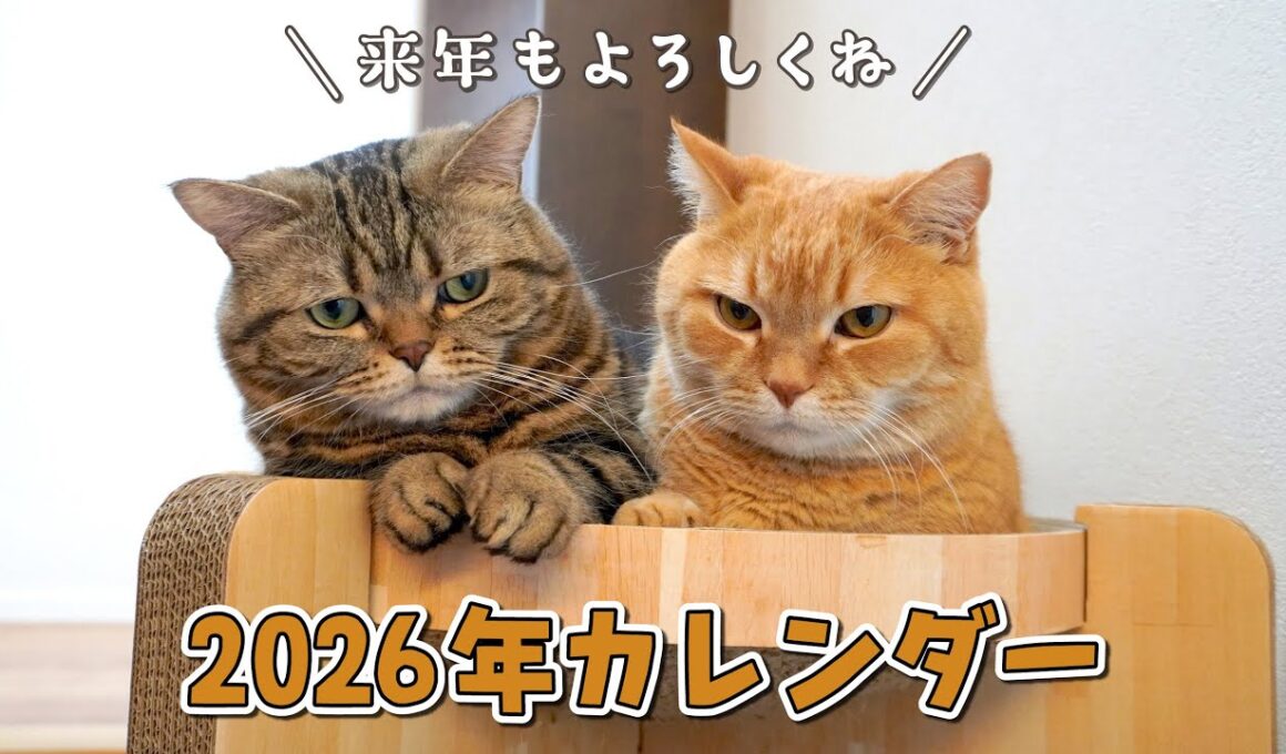2026年カレンダーの写真を全部見せしちゃいます！