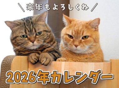 2026年カレンダーの写真を全部見せしちゃいます！