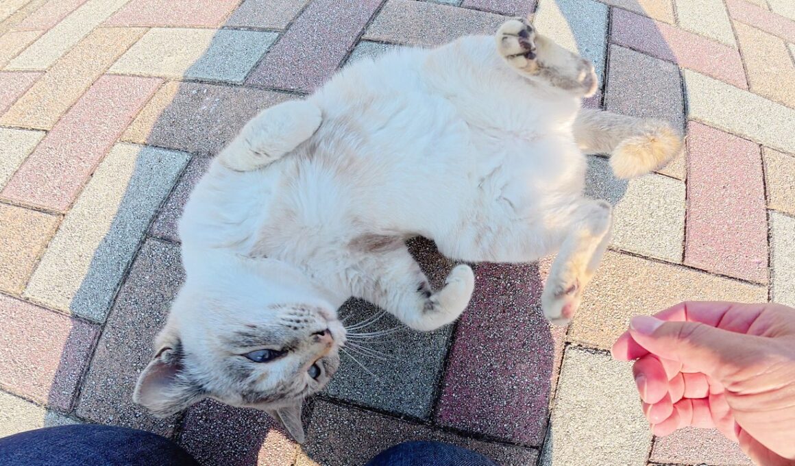 人懐っこいシャム猫が「まだ帰らないで！」と駄々をこねる