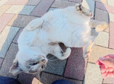 人懐っこいシャム猫が「まだ帰らないで！」と駄々をこねる