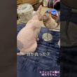 鏡のチェックはかかさないほたて【スフィンクス　猫】