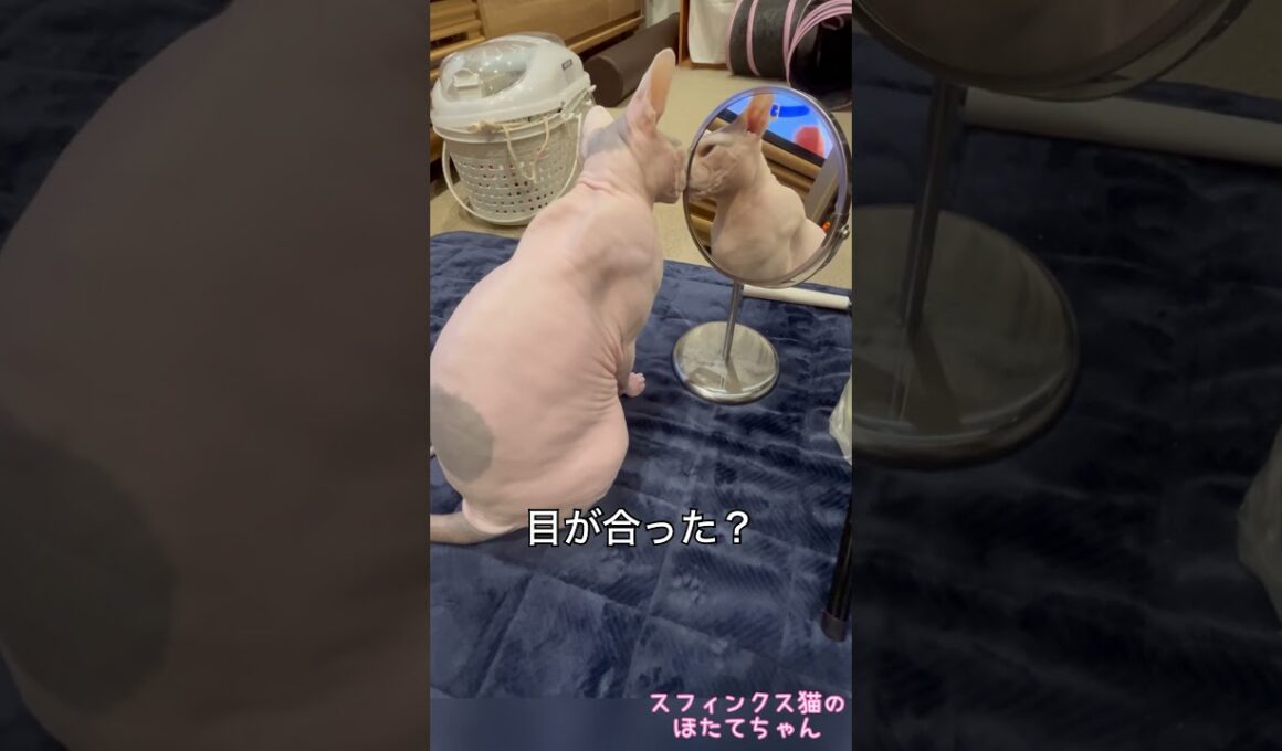 鏡のチェックはかかさないほたて【スフィンクス　猫】