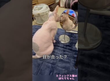鏡のチェックはかかさないほたて【スフィンクス　猫】
