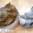 もふもふ猫兄妹のシンクロ特集 第2弾 【サイベリアン】