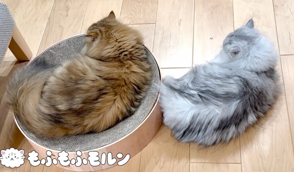 もふもふ猫兄妹のシンクロ特集 第2弾 【サイベリアン】