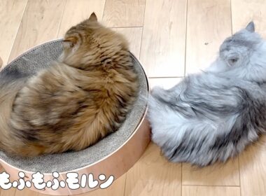 もふもふ猫兄妹のシンクロ特集 第2弾 【サイベリアン】