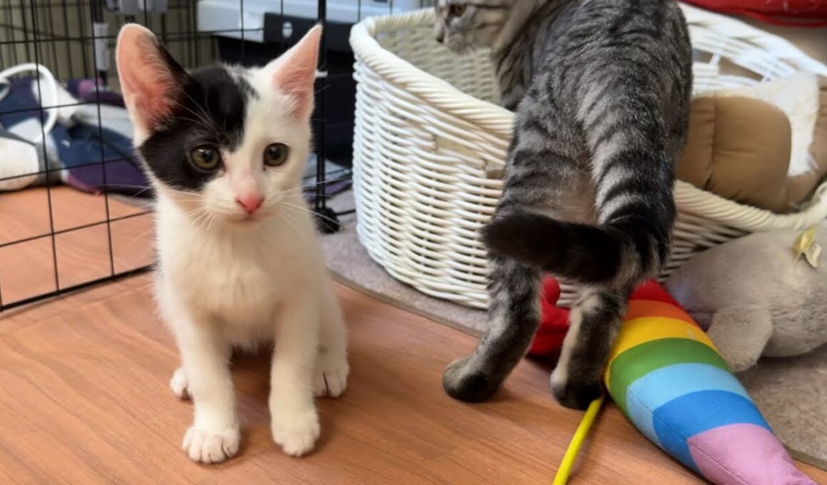 本日保護した子猫を眺めながら晩酌雑談🍻