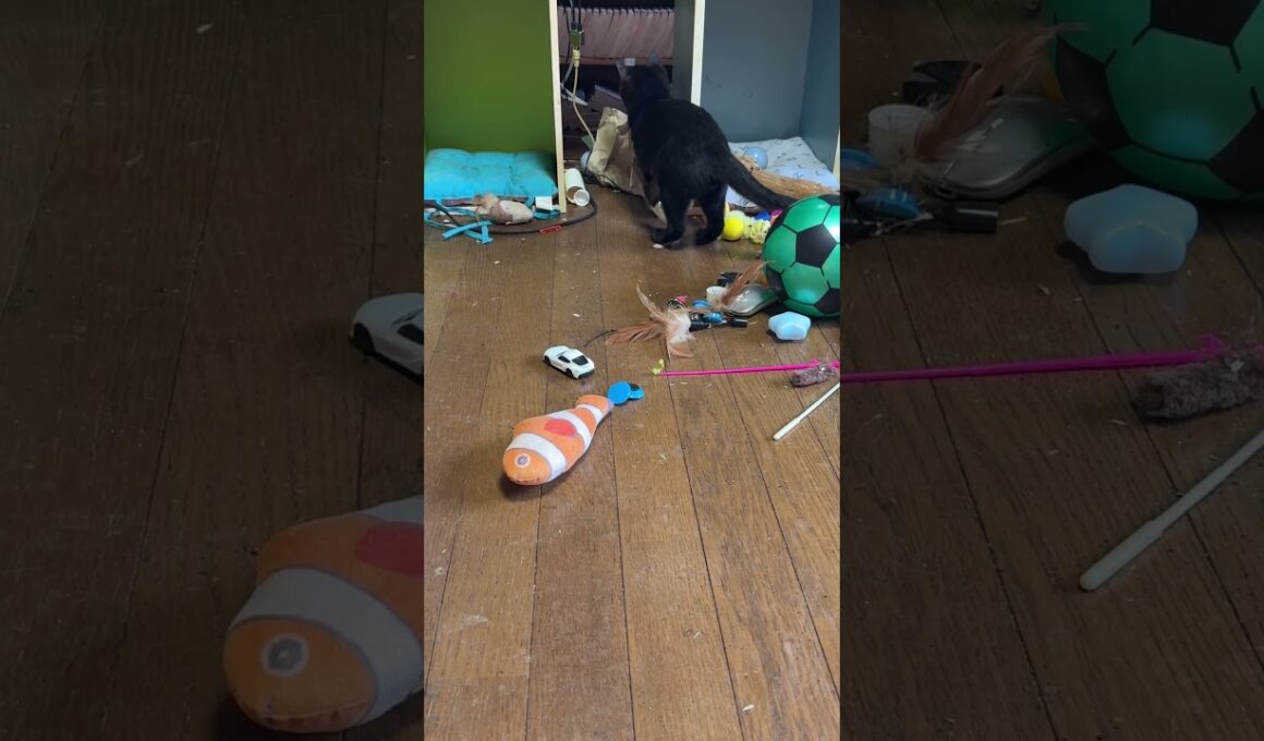 子ネコ2匹。シャムの雫、小ジャンプ。黒猫の黒夢、大ジャンプ