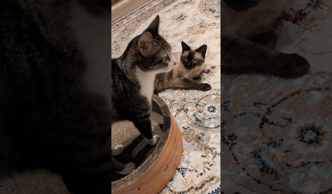 横取りシャム猫🐱 - Cats took it - #shorts #cat