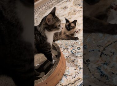 横取りシャム猫🐱 - Cats took it - #shorts #cat