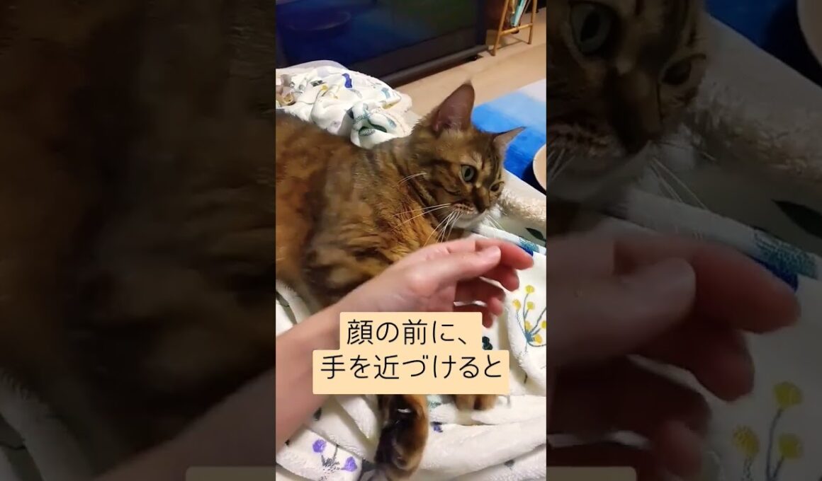 そこはだめ！と押し返してくる猫　#cutecatchannel