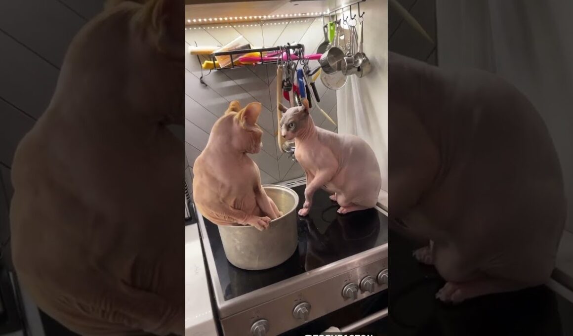 Sphynx Cat Slapped Off Stovetop || ViralHog