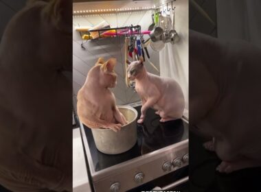 Sphynx Cat Slapped Off Stovetop || ViralHog